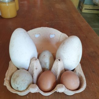 Œufs de canne et d'oie