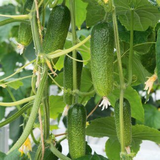 Plante à cornichons